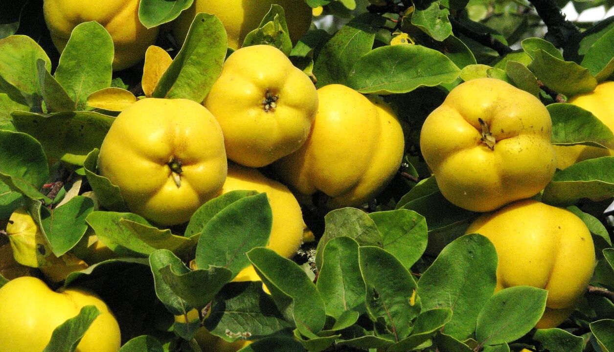 Quince leaves are used in folk therapy with diabetes